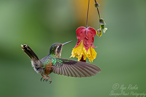 385 Speckled hummingbird (Adelomyia melanogenys) - Ecuador