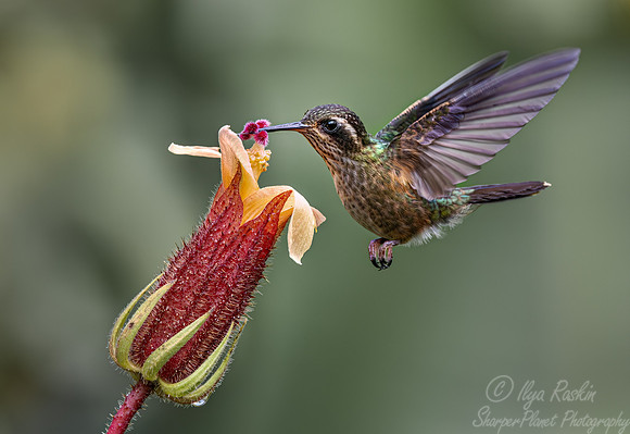 385 Speckled hummingbirds (Adelomyia melanogenys) - Ecuador