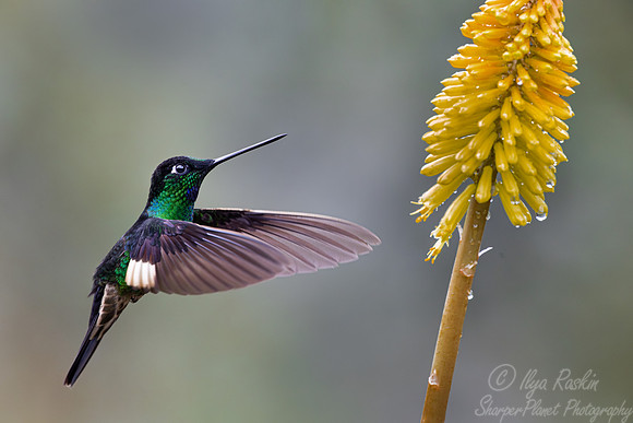 381 Buff-winged starfrontlet (Coeligena lutetiae) - Ecuador