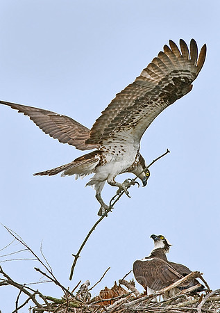 047 Osprey - NJ