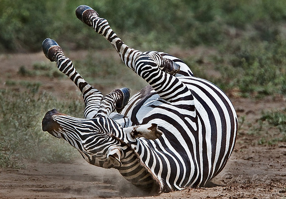 011_Plains Zebra_Tanzania
