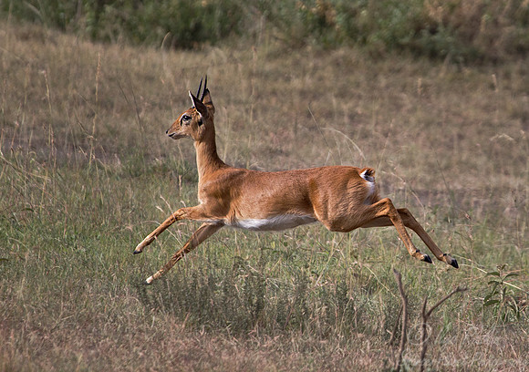 091 Oribi (Ourebia ourebi) Masai Mara Kenya