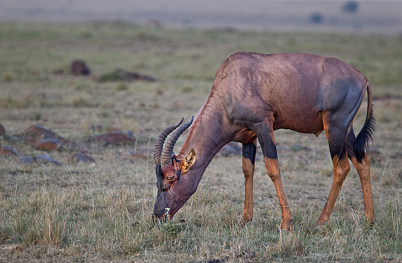 099 Topi (Damaliscus korrigum) Masai Mara Kenya