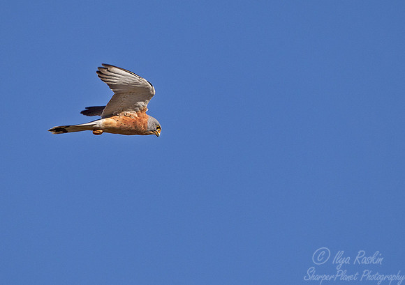 085 Lesser Kestrel (Falco naumanni) Masai Mara Kenya