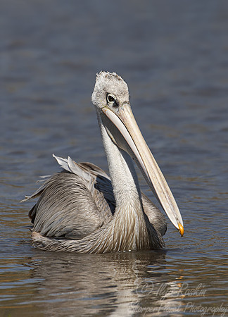 169 Pink-backed pelican (Pelecanus rufescens) - Botswana