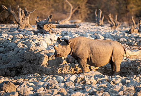 146 Black rhinoceros (Diceros bicornis) - Etosha NP Namibia