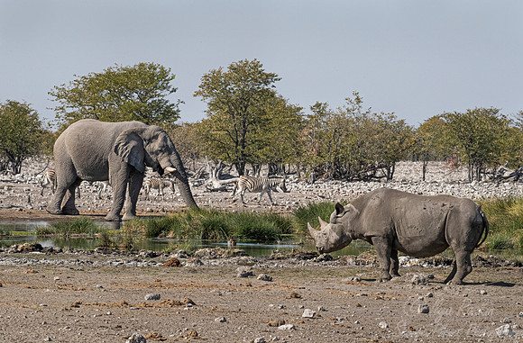 145 Black rhinoceros (Diceros bicornis) with Elephant - Etosha NP Namibia