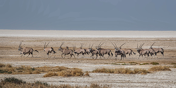 286 South African oryx (Oryx gazella) - Etosha NP Namibia