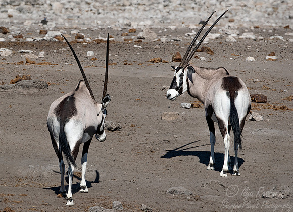 287 South African oryx (Oryx gazella) - Etosha NP Namibia
