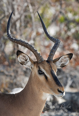 290 Black-faced impala (Aepyceros melampus petersi) - Etosha NP Namibia