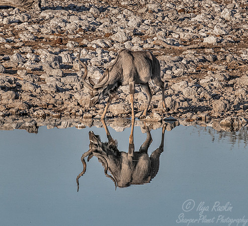 288 Greater kudu (Tragelaphus strepsiceros) - Etosha NP Namibia