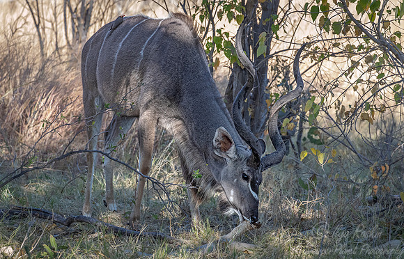 289 Greater kudu (Tragelaphus strepsiceros) - Etosha NP Namibia
