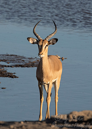 292 Black-faced impala (Aepyceros melampus petersi) - Etosha NP Namibia