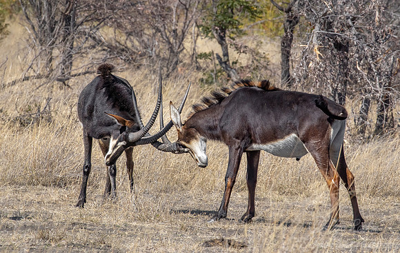 298 Sable antelopes (Hippotragus niger) - Mahango NP Namibia