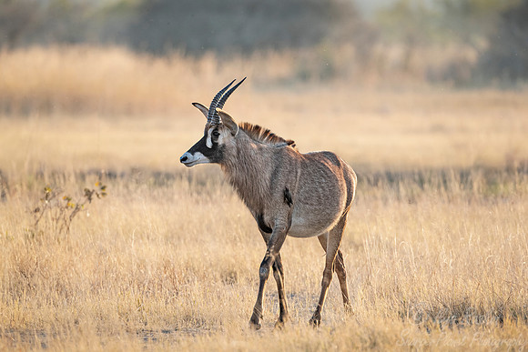 301 Roan antelope (Hippotragus equinus) - Moremi region Botswana