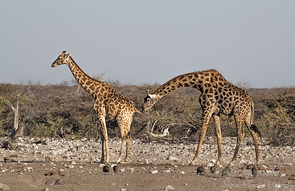 325 South African or Cape giraffes (Giraffa camelopardalis giraffa) - Etosha NP Namibia