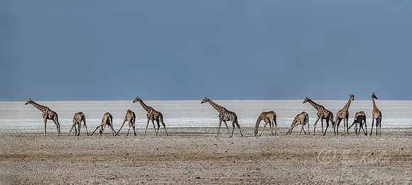 327 South African or Cape giraffes (Giraffa camelopardalis giraffa) - Etosha NP Namibia