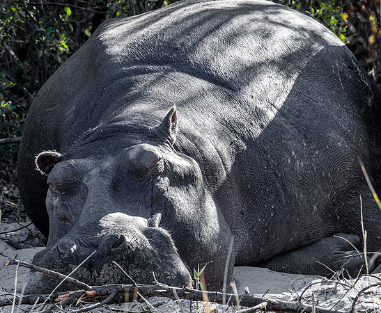 328 Hippopotamus (Hippopotamus amphibius) - Caprivi strip Namibia