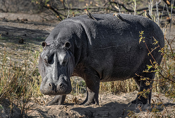 329 Hippopotamus (Hippopotamus amphibius) - Caprivi strip Namibia