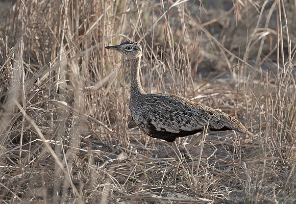 105 Red-crested korhaan (Lophotis ruficrista) - Namibia