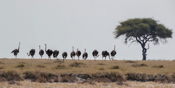 107 Common ostriches (Struthio camelus) - Etosha NP Namibia