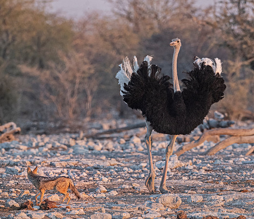 108 Common ostriche (Struthio camelus) and Black-backed jackal - Etosha NP Namibia