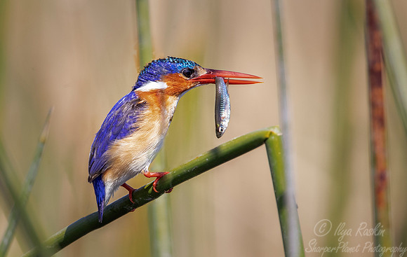 115 Malachite kingfisher (Corythornis cristatus) - Moremi region Boswana