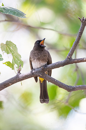 116 Dark-capped bulbul (Pycnonotus tricolor) - Moremi region Boswana