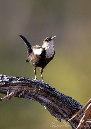 118 Arnot's chat (Myrmecocichla arnotti) - Moremi region Boswana