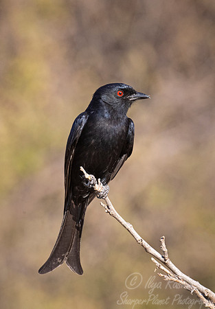 119 Arnot's chat (Myrmecocichla arnotti) - Moremi region Boswana