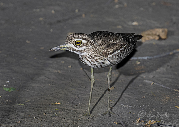 120 Spotted thick-knee (Burhinus capensis) - Moremi region Botswana