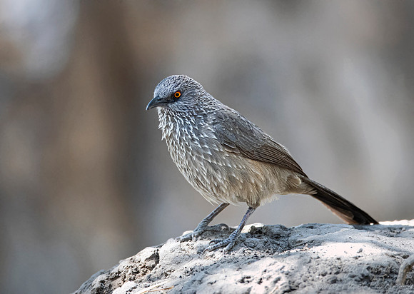 121 Arrow-marked babbler (Turdoides jardineii) - Moremi region Boswana