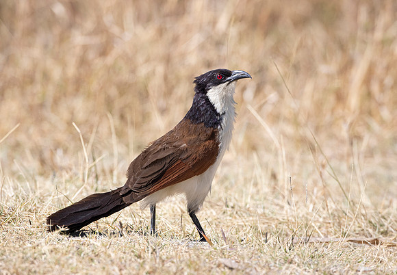 122 Coppery-tailed coucal (Centropus cupreicaudus) - Moremi region Boswana