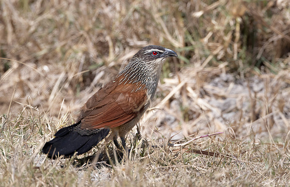 123 White-browed bulbul (Pycnonotus luteolus) - Moremi region Boswana