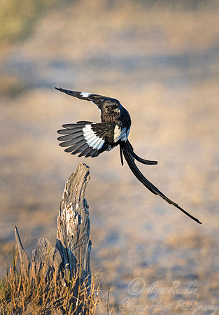 124 Magpie shrike (Urolestes melanoleucus) - Moremi region Boswana