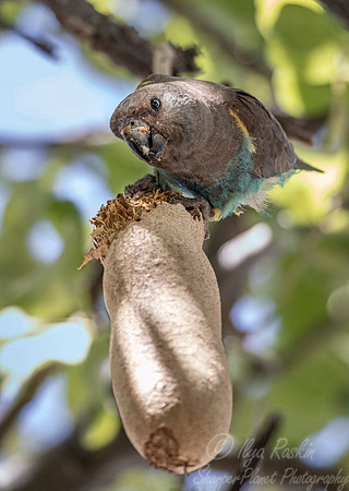 125 Meyer's parrot (Poicephalus meyeri) - Moremi region Boswana