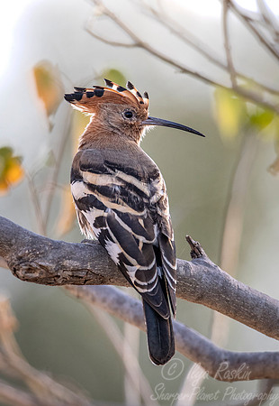 126 African hoopoe (Upupa africana) - Moremi region Boswana