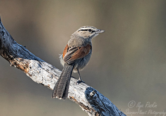 127 White-browed scrub robin (Cercotrichas leucophrys) - Moremi region Boswana