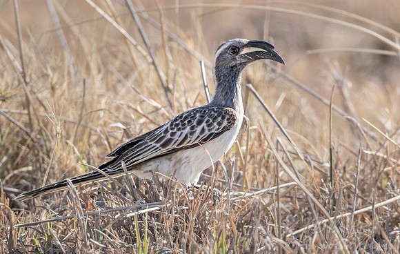 128 African grey hornbill (Lophoceros nasutus) - Moremi region Boswana