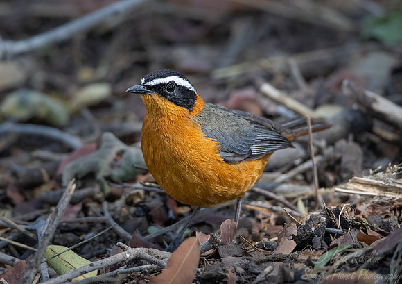 129 White-browed robin-chat (Cossypha heuglini) - Moremi region Boswana
