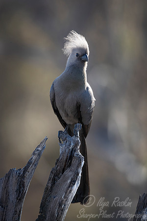 130 Grey go-away bird (Corythaixoides concolor) - Buffalo NP Namibia
