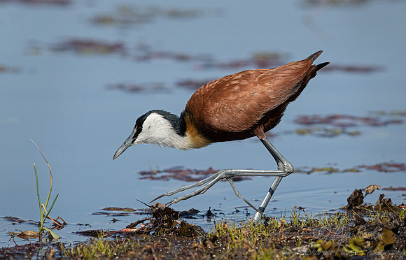 131 African jacana (Actophilornis africanus) - Okawango delta Botswana
