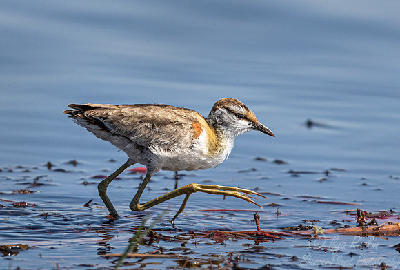 132 Lesser jacana (Microparra capensis) - Okawango delta Botswana