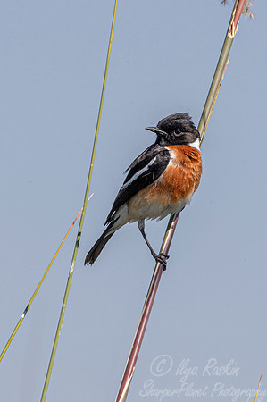 133 African stonechat (Saxicola torquatus) - Okawango delta Botswana