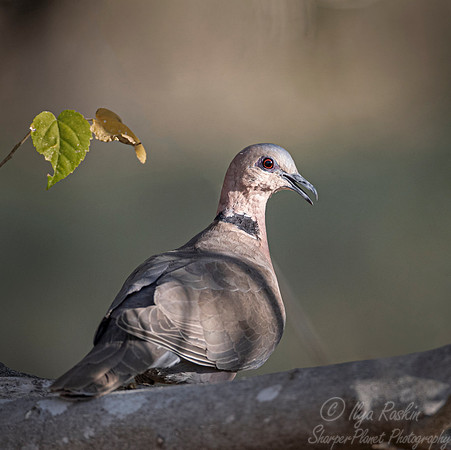 134 Red-eyed dove (Streptopelia semitorquata) - Okawango delta Botswana