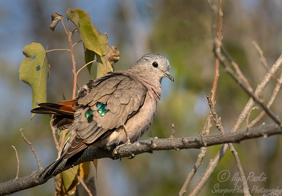 135 Emerald-spotted wood dove (Turtur chalcospilos) - Moremi region Botswana