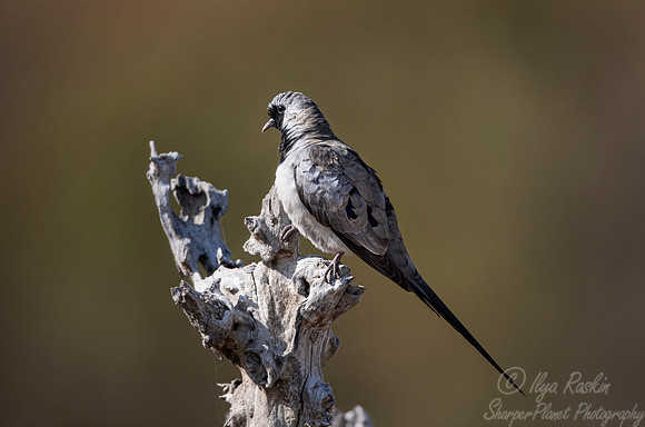 136 Namaqua dove (Oena capensis) - Moremi region Botswana