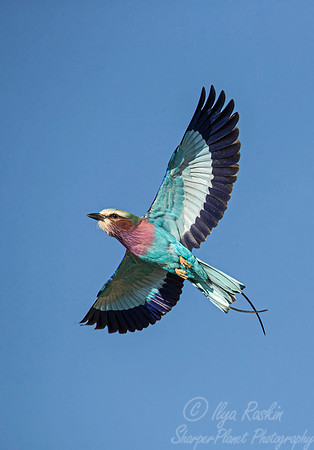 137 Lilac-breasted roller (Coracias caudatus) - Namibia