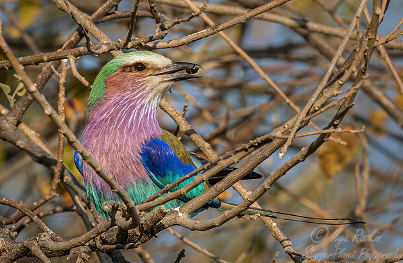 138 Lilac-breasted roller (Coracias caudatus) - Namibia