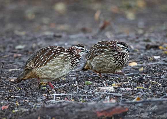 139 Crested francolin (Dendroperdix sephaena) - Moremi region Botswana